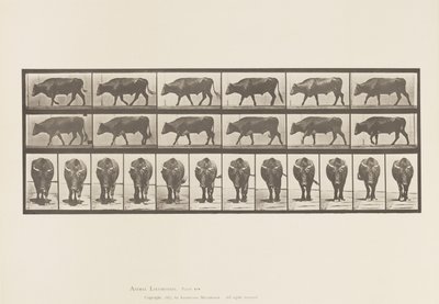 Talíř 670. Vůl; Chůze od Eadweard Muybridge