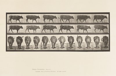 Talíř 671. Vůl; Chůze od Eadweard Muybridge