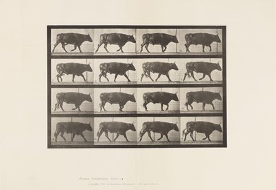 Talíř 672. Vůl; Klusání od Eadweard Muybridge