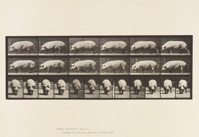Talíř 673. Prasnice; Chůze od Eadweard Muybridge