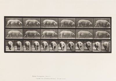 Talíř 674. Prasnice; Chůze od Eadweard Muybridge