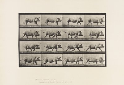 Talíř 675. Prasnice; Klusání od Eadweard Muybridge