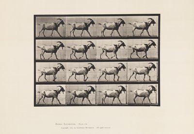 Talíř 676. Koza; Chůze od Eadweard Muybridge