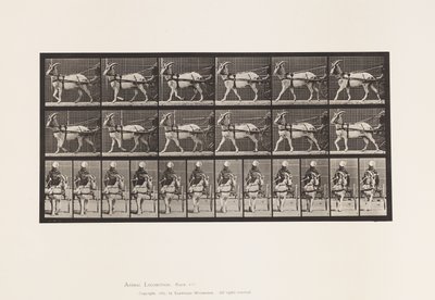 Talíř 677. Koza; Procházka v Sulkách od Eadweard Muybridge