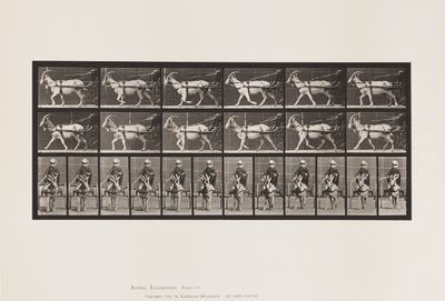 Talíř 678. Koza; Klus, v Sulkách od Eadweard Muybridge