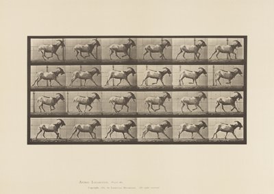 Talíř 679. Koza; Cval od Eadweard Muybridge