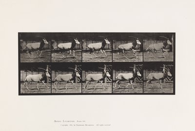 Talíř 680. Orex; Cval od Eadweard Muybridge