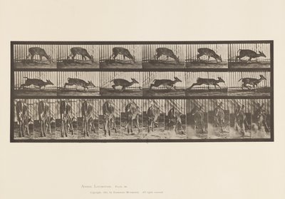 Talíř 681. Virginia Deer; (Žádné parohy) Buck Walking od Eadweard Muybridge