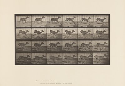 Talíř 683. Virginia Deer; (Žádné parohy); Dolar; Cval od Eadweard Muybridge