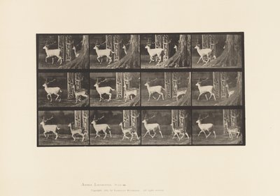 Talíř 685. Daněk; Buck and Doe; Klusání od Eadweard Muybridge