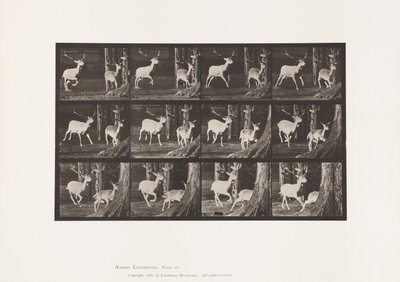Talíř 686. Daněk; Buck and Doe; Cval od Eadweard Muybridge