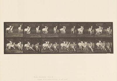 Talíř 688. Daněk; Buck a skupina dělá; Cval od Eadweard Muybridge