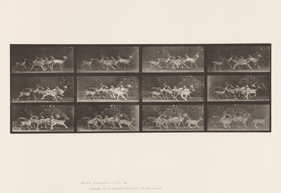 Talíř 690. Daněk; Buck a skupina dělá; Různé Pohyby od Eadweard Muybridge