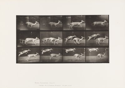 Talíř 691. Daněk; Srna; Cval; a Kid; Skákání od Eadweard Muybridge