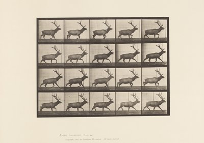Talíř 692. Elk, Klus od Eadweard Muybridge