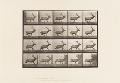 Talíř 693. Elk, Cval od Eadweard Muybridge