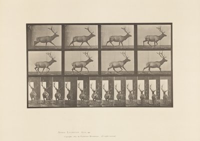 Talíř 694. Elk, Cval od Eadweard Muybridge