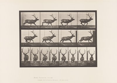Talíř 695. Elk, Cval od Eadweard Muybridge