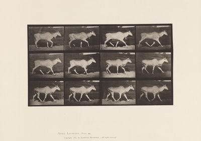 Talíř 696. Eland, Klus od Eadweard Muybridge