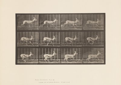 Talíř 698. Antilopa; Cval od Eadweard Muybridge