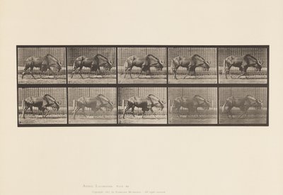 Talíř 701. Gnu; Chůze od Eadweard Muybridge