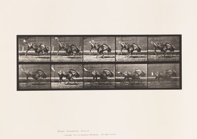 Talíř 702. Gnu; Vzpírání a cval od Eadweard Muybridge