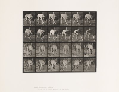 Talíř 703. Pes; Chůze; Přerušený Mastiff-Dread od Eadweard Muybridge