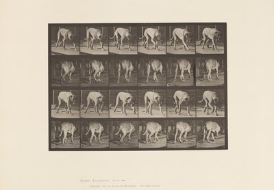 Talíř 704. Pes; Chůze; Doga od Eadweard Muybridge