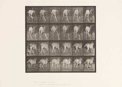 Talíř 705. Pes; Klusání; Doga od Eadweard Muybridge