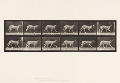 Talíř 706. Pes; Klusání; Doga od Eadweard Muybridge