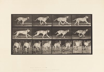 Talíř 707. Pes; Cval; Doga od Eadweard Muybridge