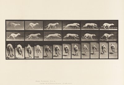 Talíř 710. Pes; Cval; Bílý závodní honič Maggie od Eadweard Muybridge