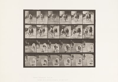 Talíř 711. Psi; Dva závodní; A, B; Závodní psi, Ike & Maggie od Eadweard Muybridge
