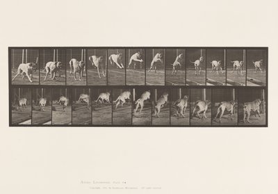 Talíř 712. Pes; skokanská překážka; Mastiff, Dread od Eadweard Muybridge