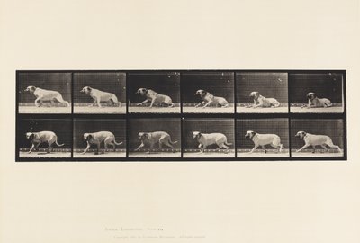 Talíř 714. Pes; Vzbuzeno torpédem; Mastiff-Smith od Eadweard Muybridge