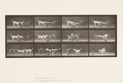 Talíř 715. Psi; Tři, Tahání za ručník, Ike, Maggie atd. od Eadweard Muybridge