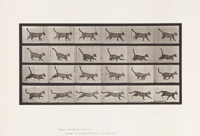 Talíř 716. Kočka; Chůze, změna na cval od Eadweard Muybridge