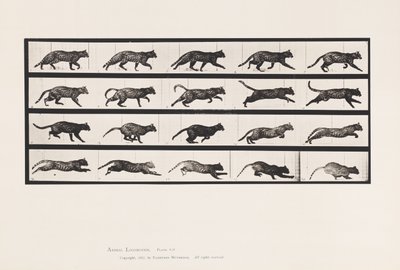 Talíř 717. Kočka; Klusání; Změnit na cval od Eadweard Muybridge