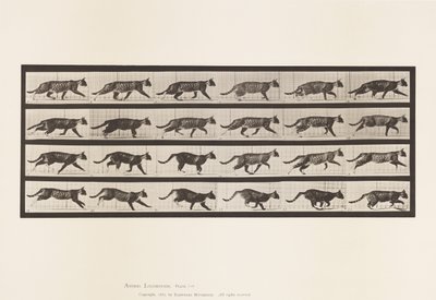 Talíř 718. Kočka; Klusání; Změnit na cval od Eadweard Muybridge