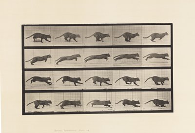 Talíř 719. Kočka; Cval od Eadweard Muybridge