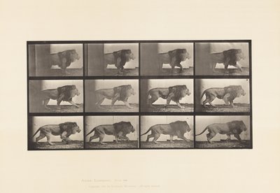 Talíř 722. Lev; Chůze od Eadweard Muybridge