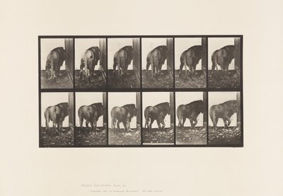 Talíř 724. Lev; Chůze, otáčení se od Eadweard Muybridge