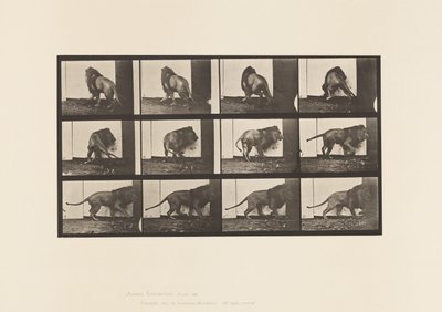 Talíř 725. Lev; Chůze, otáčení se od Eadweard Muybridge