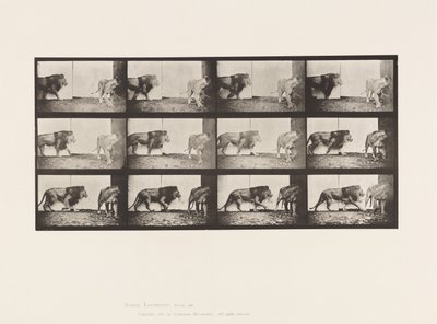 Talíř 726. Lev a lvice; Chůze od Eadweard Muybridge