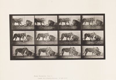 Talíř 727. Lvice; Chůze; Lev; Vleže od Eadweard Muybridge
