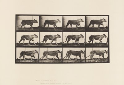 Talíř 728. Lvice; Chůze; Lev; Vleže od Eadweard Muybridge