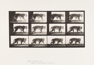 Talíř 729. Tygřice; Chůze od Eadweard Muybridge