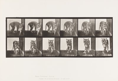 Talíř 730. Tygřice; Chůze; Otáčet se od Eadweard Muybridge