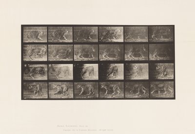 Talíř 731. Jaquar; A, Chůze; B, Otočení od Eadweard Muybridge