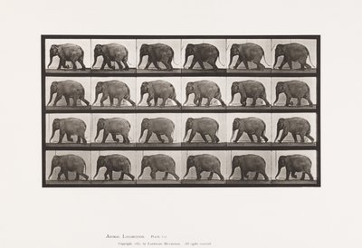 Talíř 733. Slon; Chůze od Eadweard Muybridge